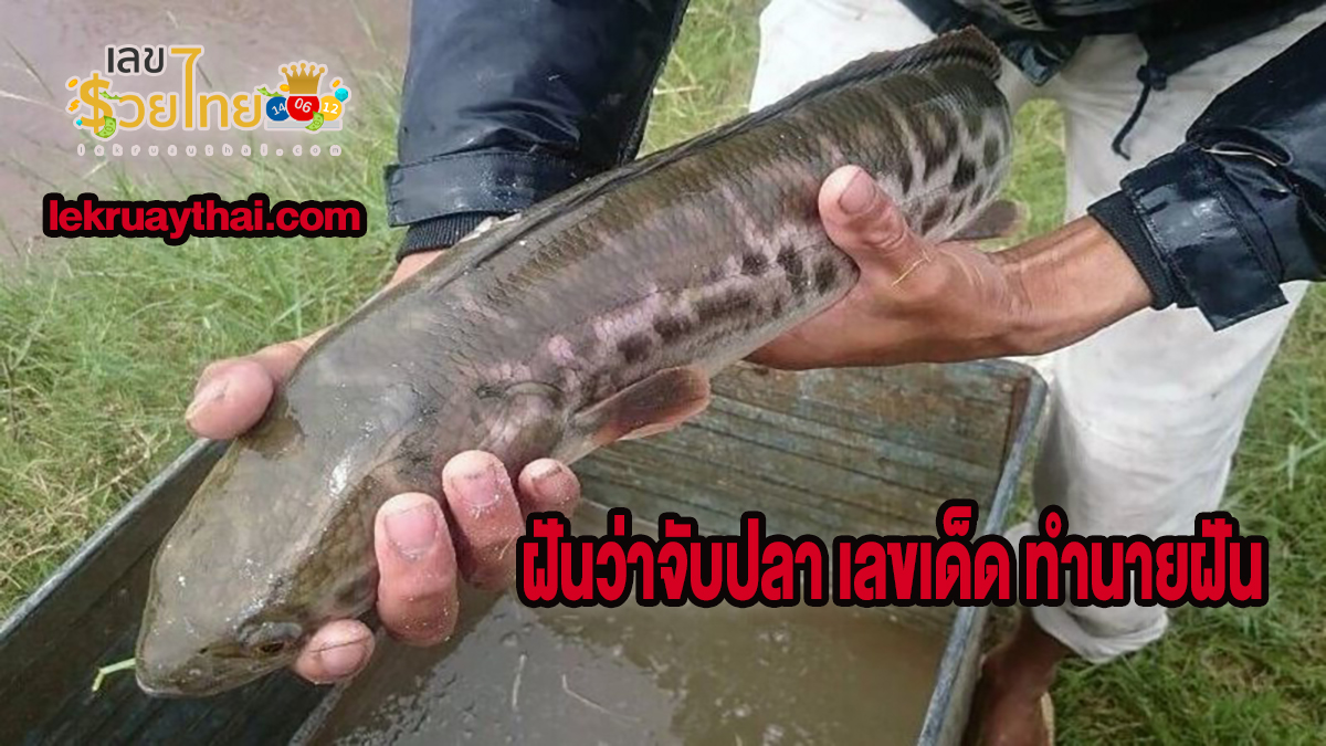 ฝันว่าจับปลา เลขเด็ด ทำนายฝัน พร้อมบอกความหมาย ได้ที่นี่เช็คได้เลย!!