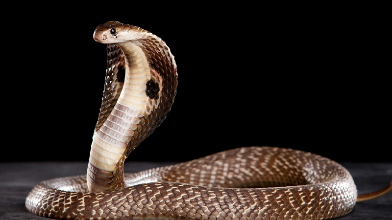 ฝันเห็นงูตัวใหญ่ 1 ตัว