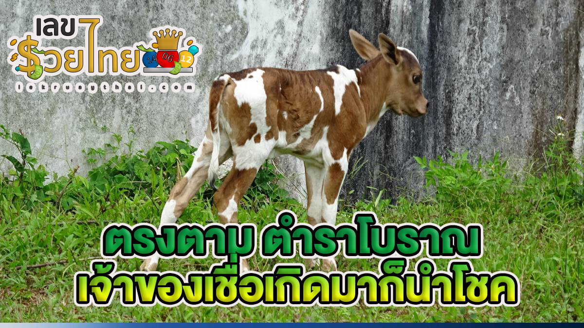 ฮือฮา พบ พญาวัว เกิดมามีลวดลายตรงตามตำราโบราณ เจ้าของเชื่อเกิดมาก็นำโชค มาให้เลย ยันอย่างไรก็ไม่ขาย