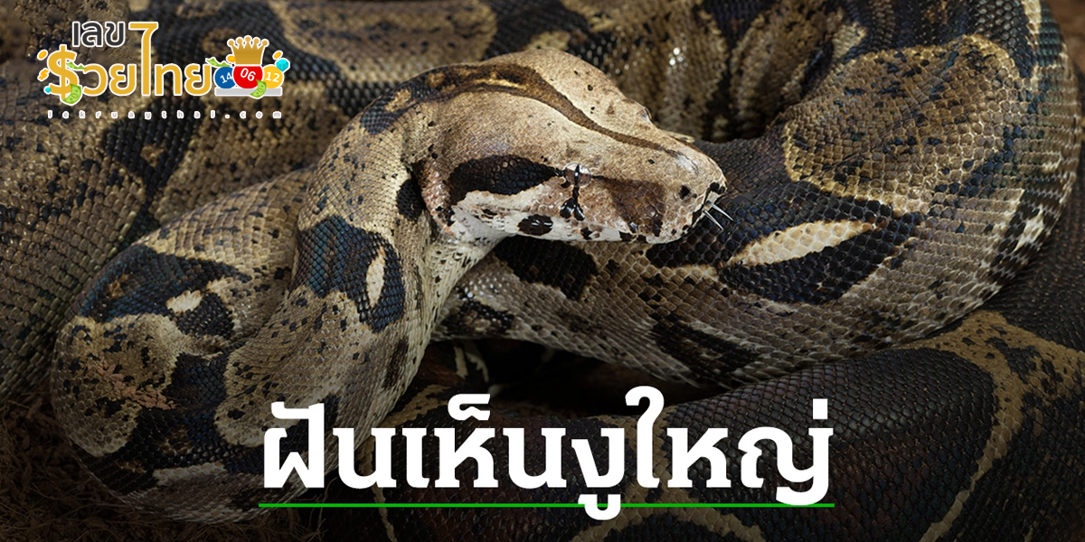 ทำนายฝันเห็นงูตัวใหญ่ หมายความว่ายังไง พร้อมบอกเลขเด็ดนำโชค!