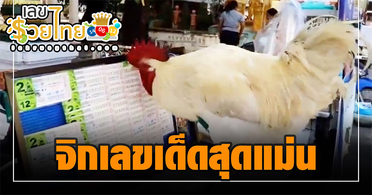 เลขเซียนไก่จิกเงิน 16/07/66 รวมเลขเด็ดน้องจิ๊บจิ๊บ ไก่นำโชค ช่วยเจ้าของขาย หวย แถมช่วยจิกเลขแม่นๆ ให้ลูกค้า