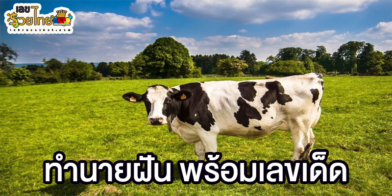 ฝันเห็นวัวตัวใหญ่