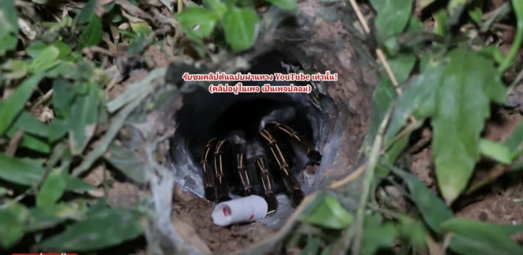 ส่องเลขเด็ดพญาบึ้งงวดนี้-lekruaythai