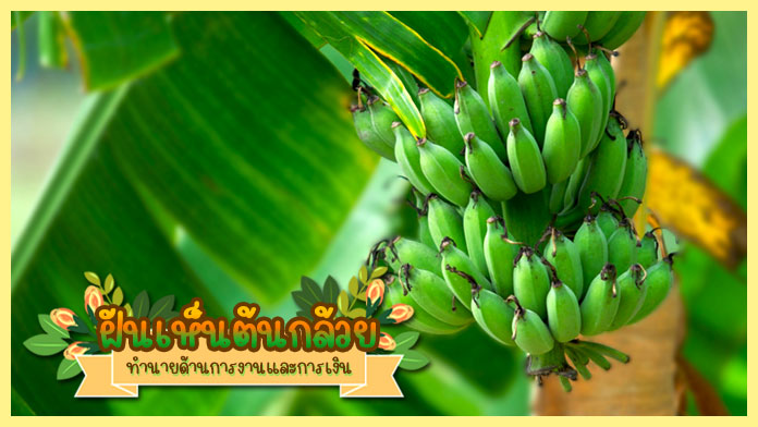 
ฝันเห็นต้นกล้วย เลขเด็ด