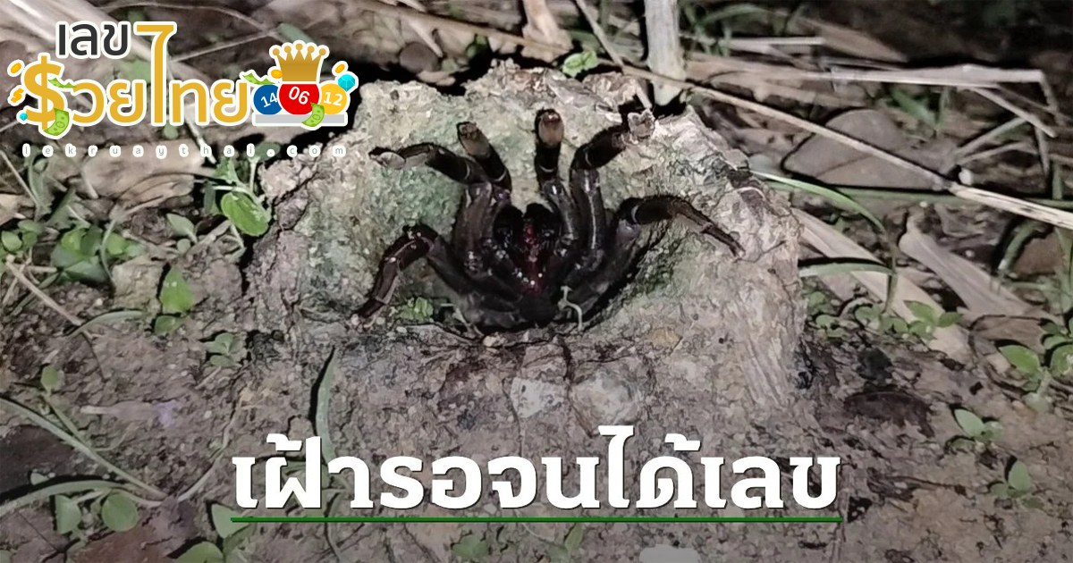 ส่องเลขเด็ดพญาบึ้งงวดนี้ มาแน่! เลขเด็ด 16/8/66 แห่ส่องเลขเด็ดพญาบึ้งให้โชค