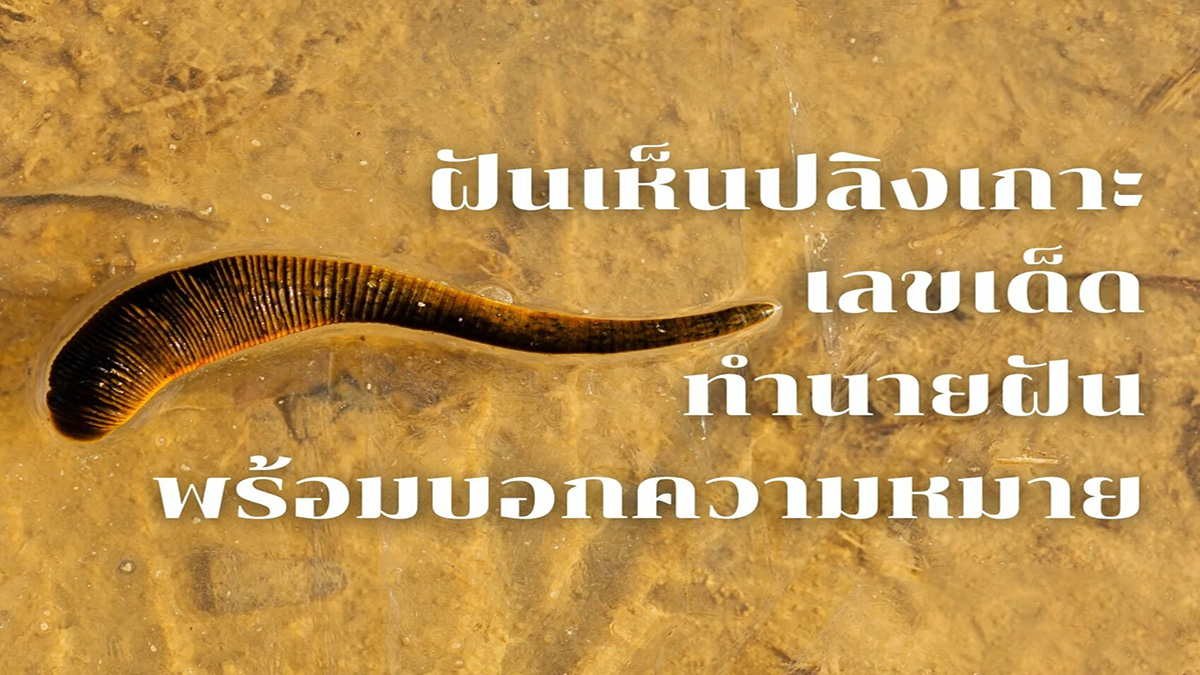 ฝันเห็นปลิงเกาะขาตัวเดียว