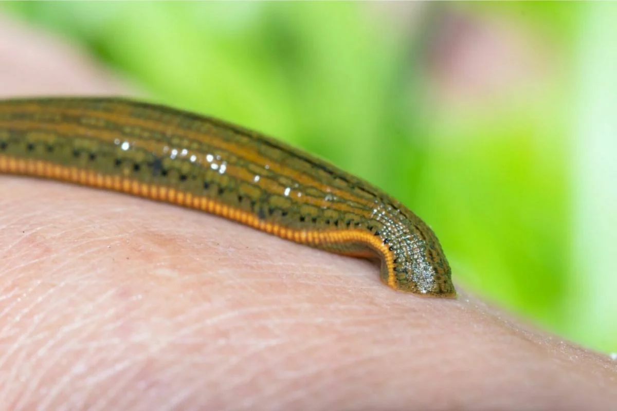 ฝันเห็นปลิงเกาะขา