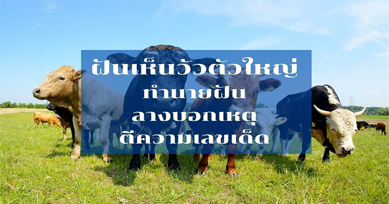 ทำนาย ฝัน เลขเด็ด