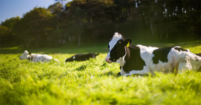 ฝันเห็นวัวตัวใหญ่สีขาว1ตัว