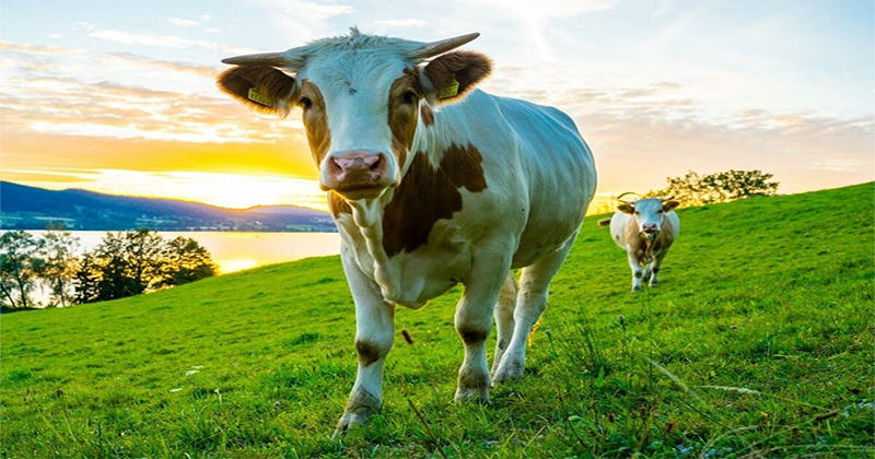 ฝันเห็นวัวตัวใหญ่สีขาว1ตัว