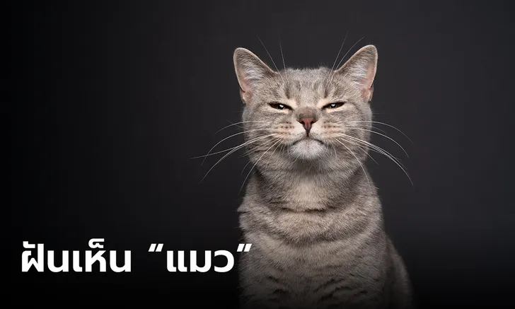 ฝันเห็นแมวและลูกแมวหลายตัว - lekruaythai