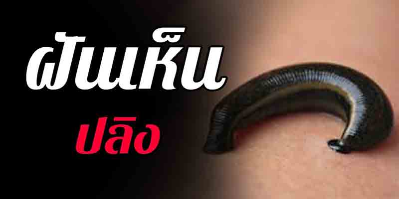ฝันเห็นปลิงเยอะมากเกาะตามตัว