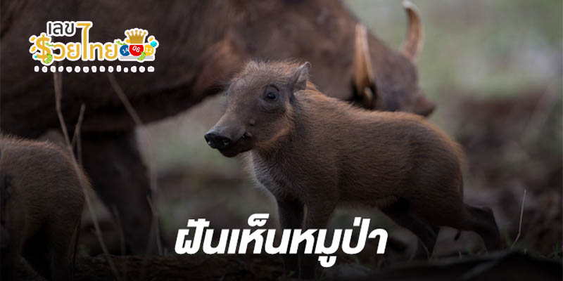 ฝันเห็นหมูป่าสีดำ 1 ตัว