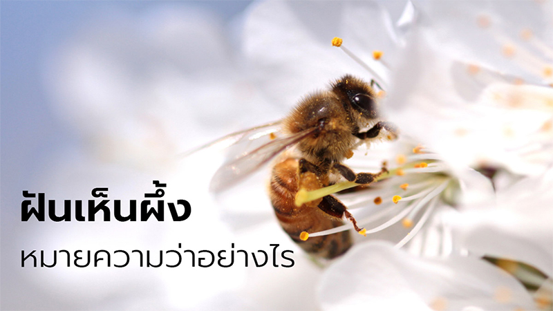 ฝันเห็นผึ้งเยอะมากเลขเด็ด