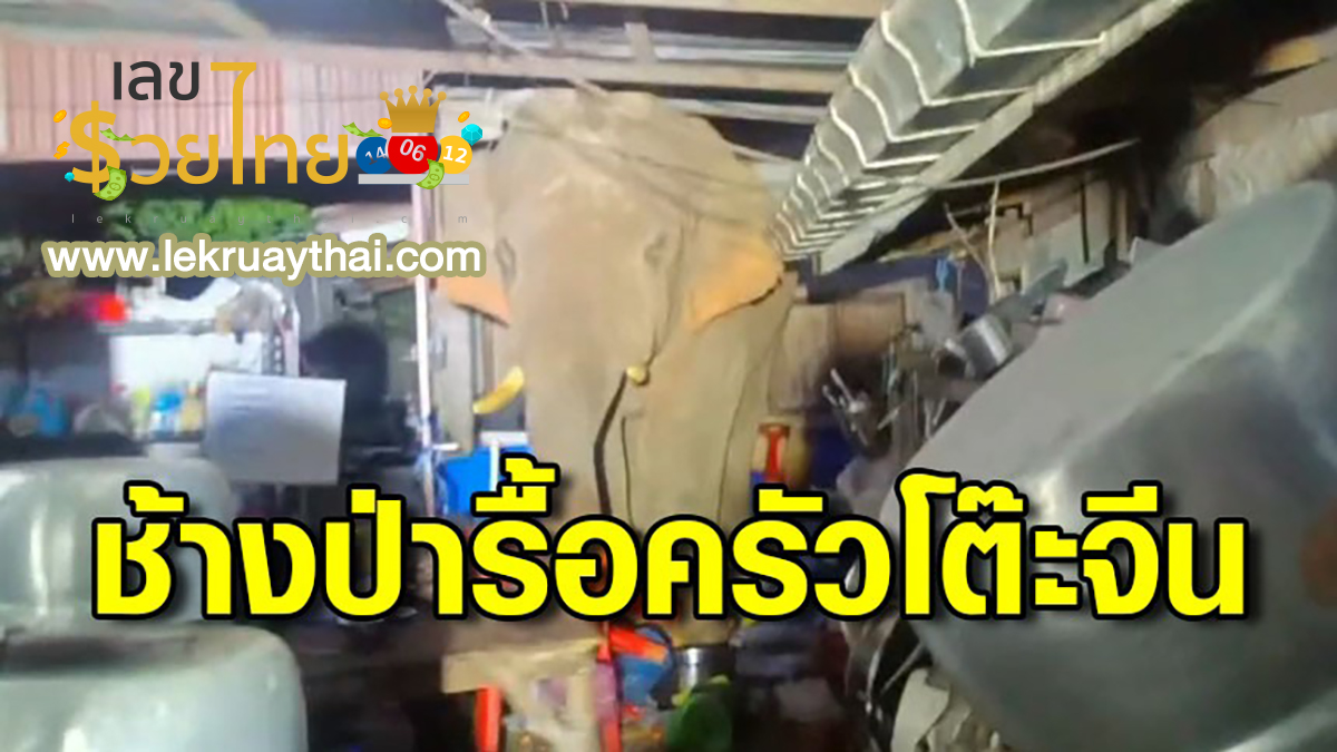 ช้างป่าบุกครัว ระทึก! ‘พลายเบี่ยงเล็ก’ ช้างป่าบุกครัวโต๊ะจีน หลังได้กลิ่นอาหาร!!