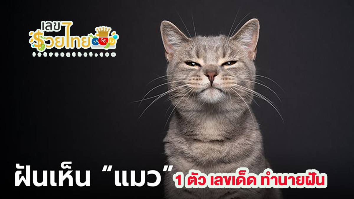 ฝันเห็นแมว 1 ตัว เลขเด็ด ทำนายฝัน พร้อมบอกความหมาย เช็คความฝันแม่นๆได้ที่นี่