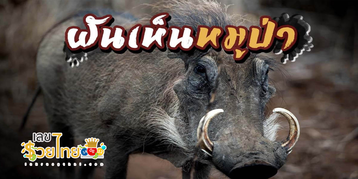 ฝันเห็นหมูป่าสีดําวิ่งไล่ ฝันเห็นหมูป่า หมายความว่า เลขเด็ดอะไร เช็คได้ที่นี่