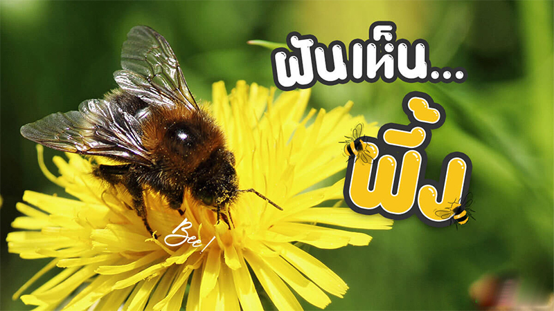 ฝันเห็นผึ้ง