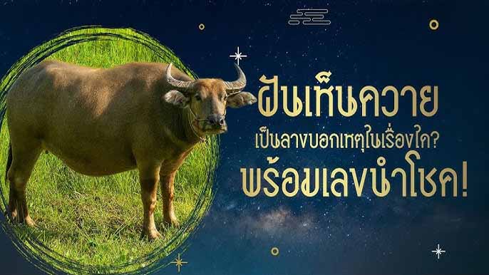 ฝันเห็นควาย พร้อมเลขเด็ด