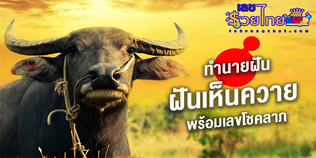 ฝันเห็นควาย ฝันเห็นรกควาย ทำนายความฝัน พร้อมรับเลขเด็ดเสี่ยงโชค