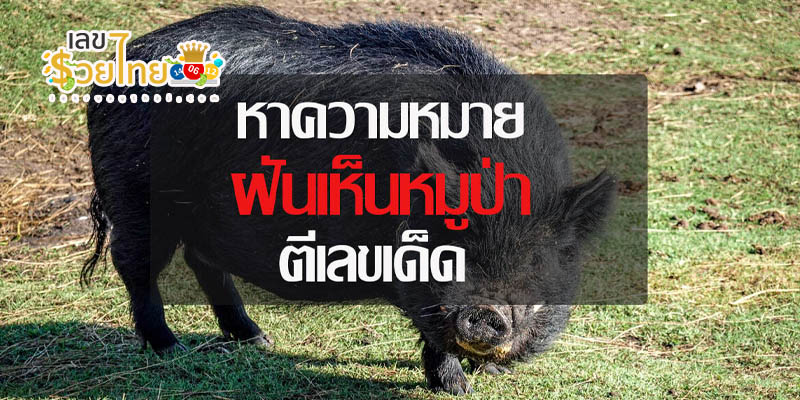 ฝันเห็นหมูป่าสีดําวิ่งไล่