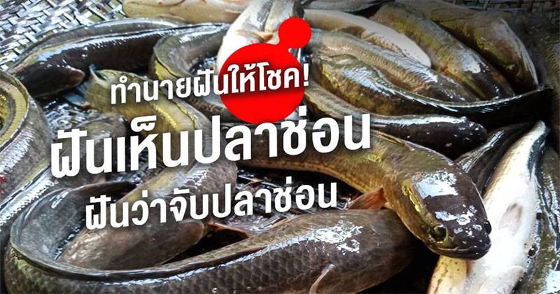 
ฝันว่าจับปลาช่อนตัวใหญ่ ด้วยมือเปล่า