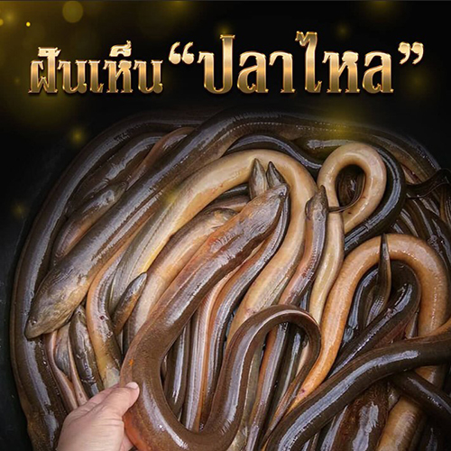  ฝันเห็นปลาไหลเต็มไปหมด-lekruaythai.com