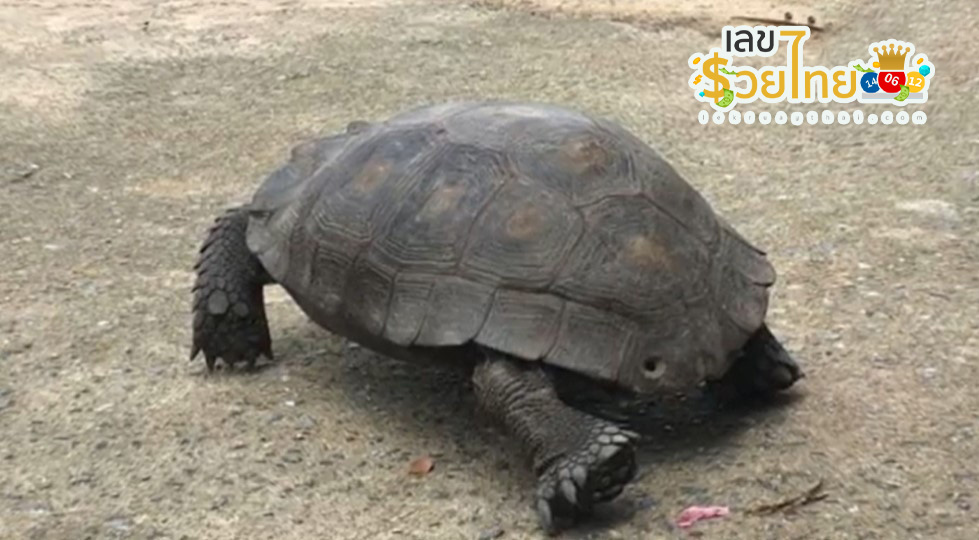 เต่า 6 ขา