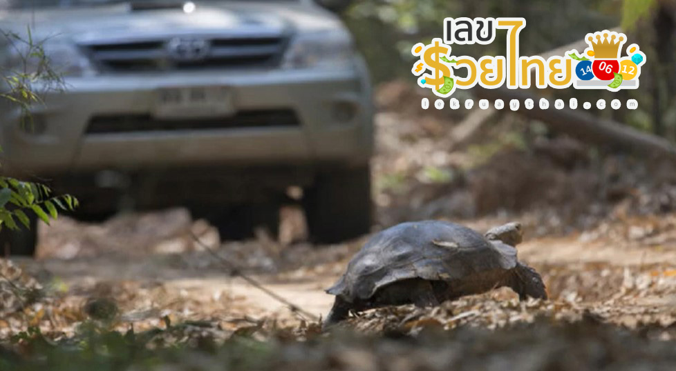 เต่า6ขาให้โชค