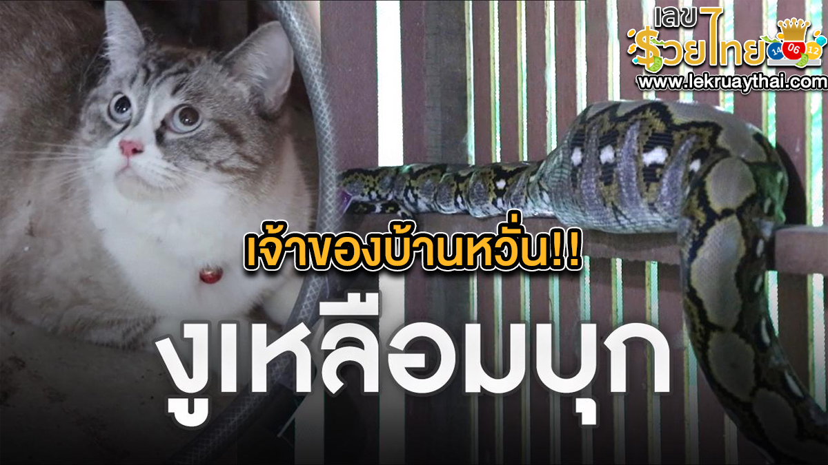 เจ้าของบ้านหวั่น งูเหลือม กินแมว แจ้งกู้ภัยไล่ล่านานกว่า 2 ชม. คอหวยขอส่องเลขเด็ด
