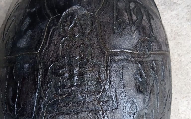 เก็บเต่าได้ เลขอะไร-"Collect turtles. What's the number"