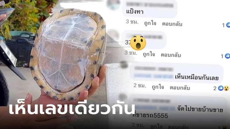 เต่าหับ ไม่มีหัว-ไม่มีขา-"Turtle has no head and nolegs"