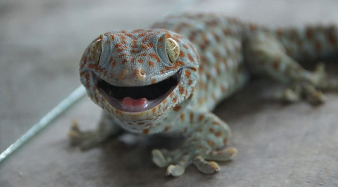 ตุ๊กแกกัด - lekruaythai