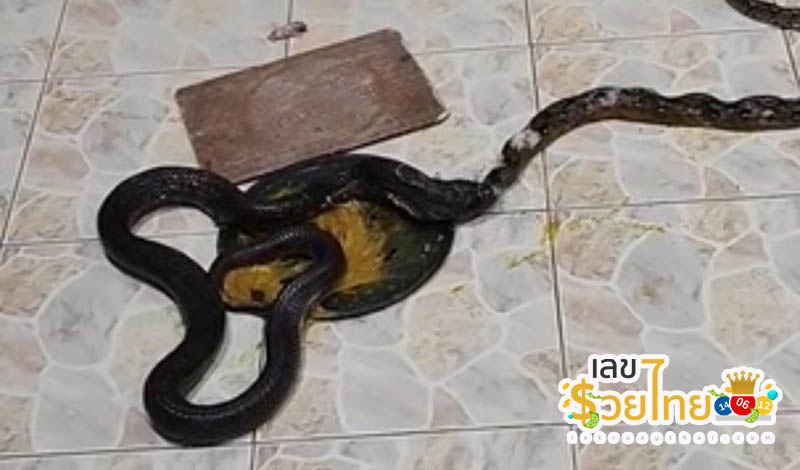 งูเหลือม มากินหนู - "A python comes to eat a mouse"