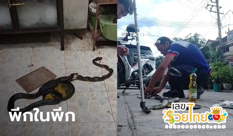งูเหลือมบุกบ้านกินหนู - "A python invades a house and eats a rat"