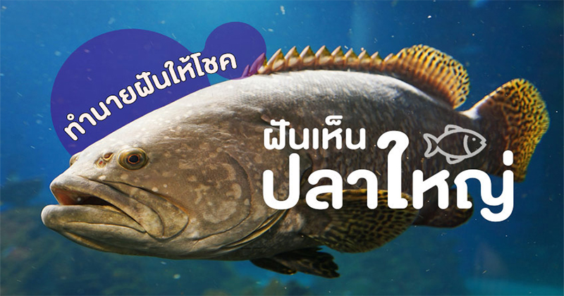 ฝันว่าจับปลานิลตัวใหญ่-"Dreamed of catching a big tilapia"