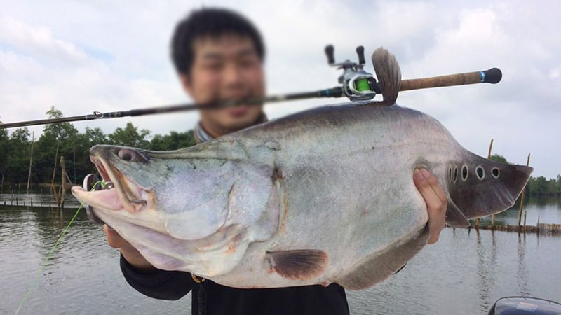 ฝันว่าตกปลา ฝันว่าปลาติดเบ็ด-''Dream of fishing. Dream of a fish hooked.''