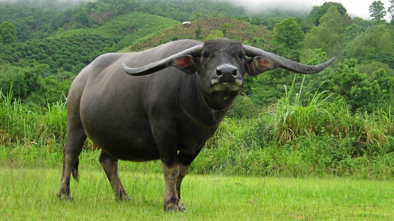 ฝันเห็นควาย-"Dream of seeing a buffalo"