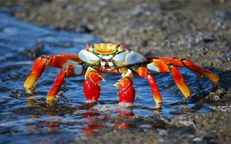 ฝันเห็นปู-"Dream of seeing a crab"