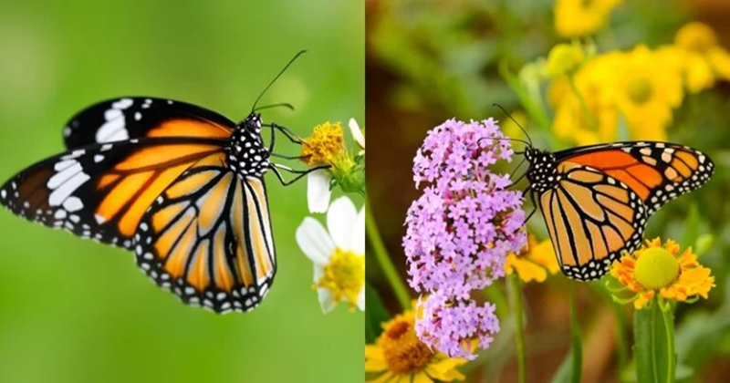 ฝันเห็นผีเสื้อเป็นฝูง-"Dream of seeing a flock of butterflies"