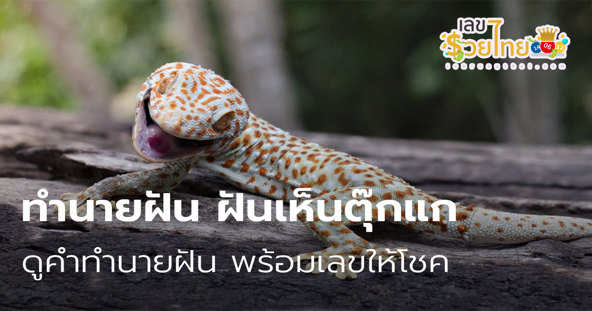 ฝันเห็นตุ๊กแกกระโดดใส่  หมายความว่าอย่างไร? บ่งบอกถึงดวงชะตาในช่วงนี้อย่างไรบ้าง? สายมูห้ามพลาด