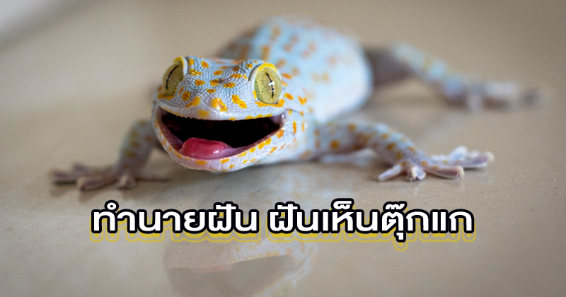 ฝันเห็นตุ๊กแกกระโดดใส่-"Dream of seeing a gecko jumping at you"