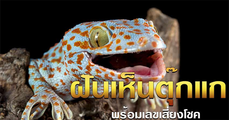 ฝันเห็นตุ๊กแก ถูกหวย-"Dream of seeing a gecko win the lottery"