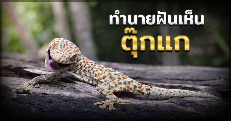 ฝันเห็นตุ๊กแกกระโดดใส่ -"Dream of seeing a gecko"