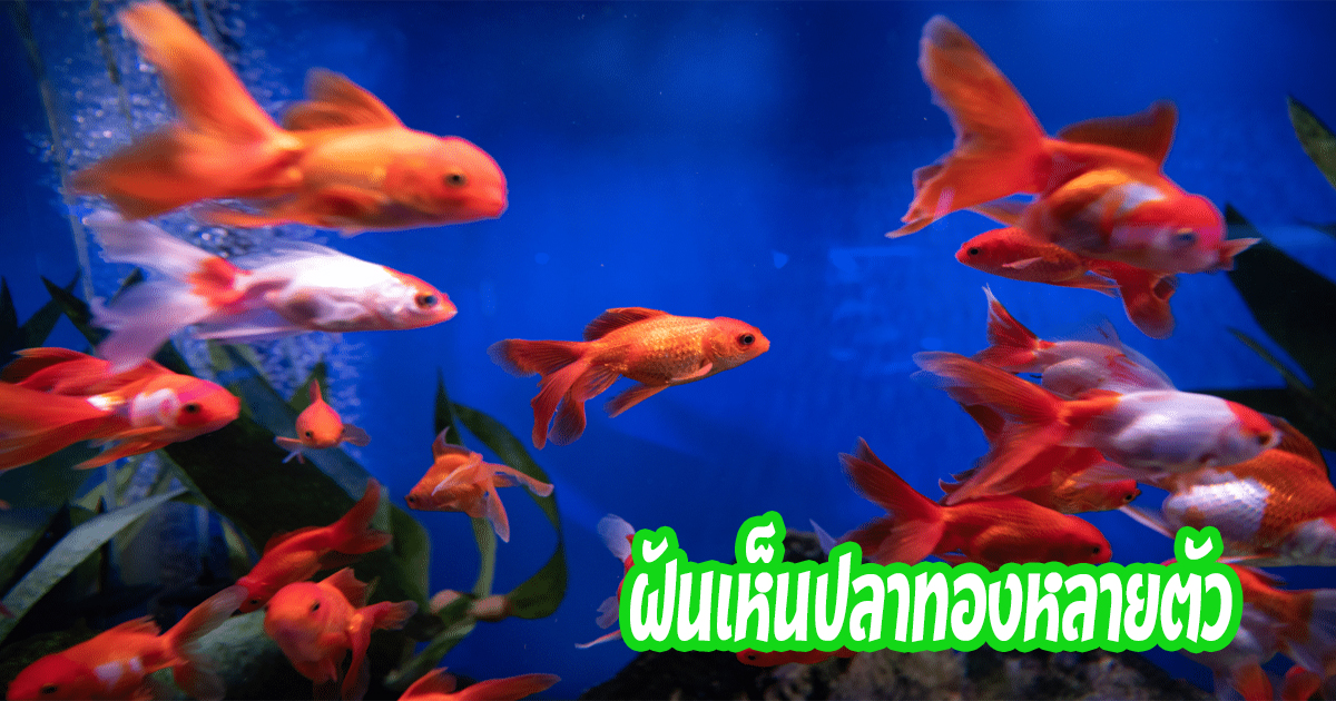 ฝันว่าได้จับปลาเยอะมาก-"Dream of seeing a goldfish"