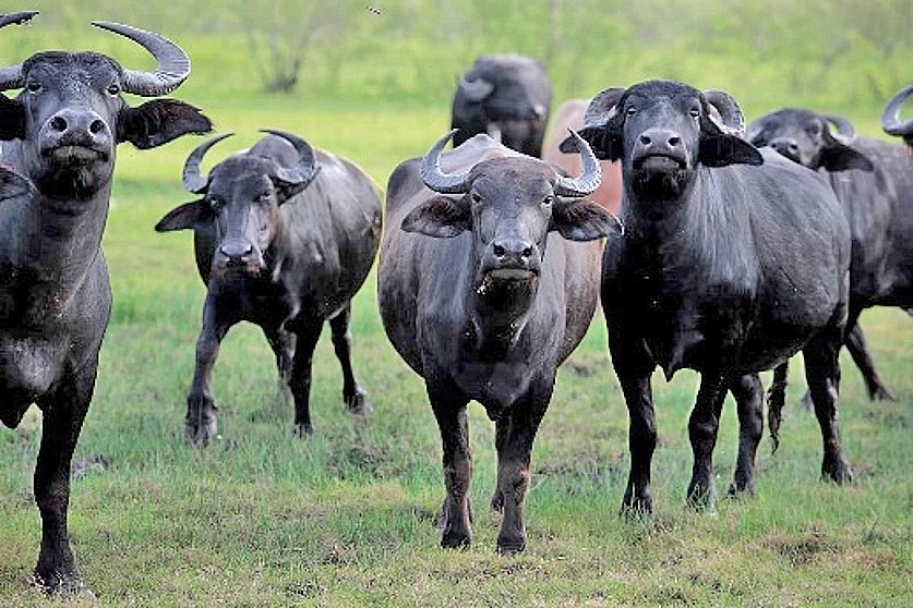 ฝันเห็นควายเป็นฝูง-"Dream of seeing a herd of buffalo1"