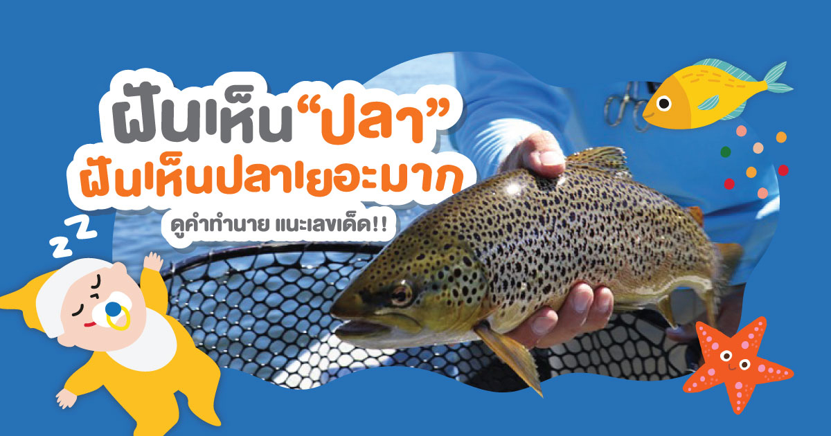 ฝันว่าได้จับปลาเยอะมาก-"Dream of seeing fish"