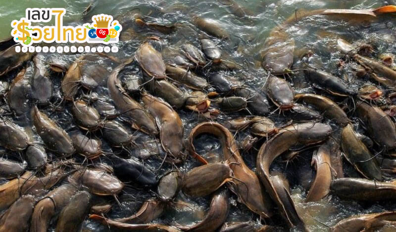 ฝันว่าได้จับปูนาหลายตัว - "Dreamed of catching many field crabs"