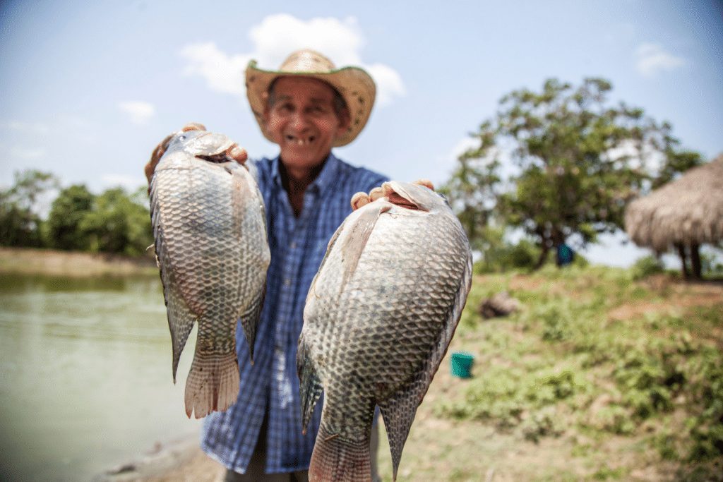 ฝันว่าได้จับปลานิลหลายตัว-''Dreamed of catching many tilapia.''