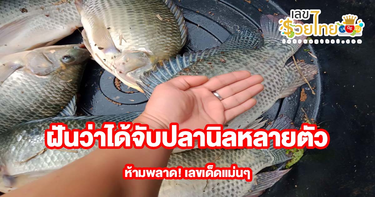ฝันว่าได้จับปลานิลหลายตัว หมายความว่าอย่างไร พร้อมเลขเด็ด แม่นๆ ที่เกี่ยวกับความฝัน เช็กเลย!